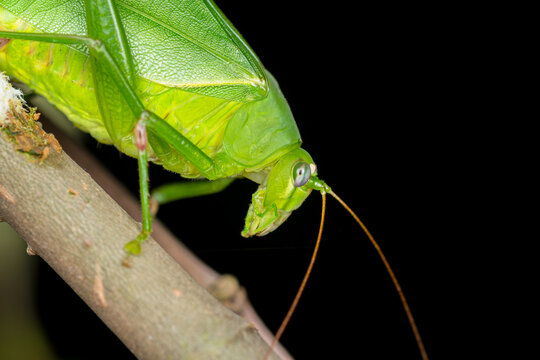 Extreme macro of leaf katydid head with long antennae and fine detail