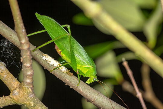 Leaf katydid Phaneroptera sp camouflaged on branch macro wildlife image