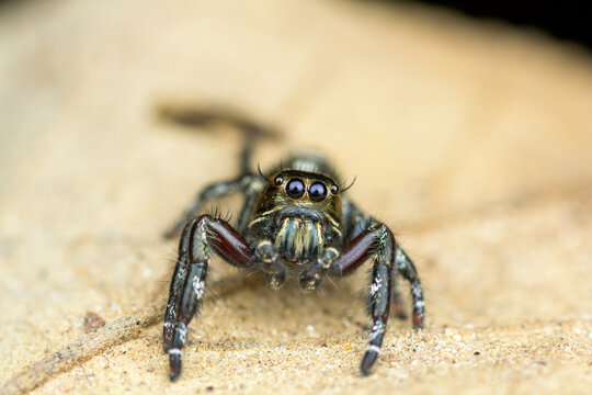 Giant jumping spider Hyllus giganteus macro front view on ground
