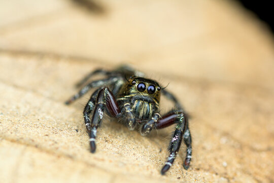 Giant jumping spider Hyllus giganteus macro close up on natural surface