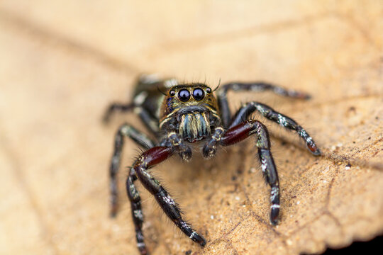 Giant jumping spider Hyllus giganteus macro front view on leaf surface