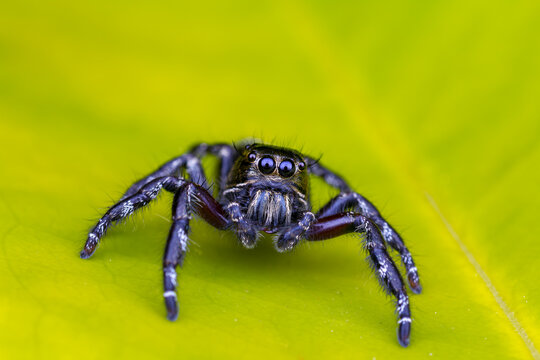 Giant jumping spider Hyllus giganteus macro front view on bright green leaf