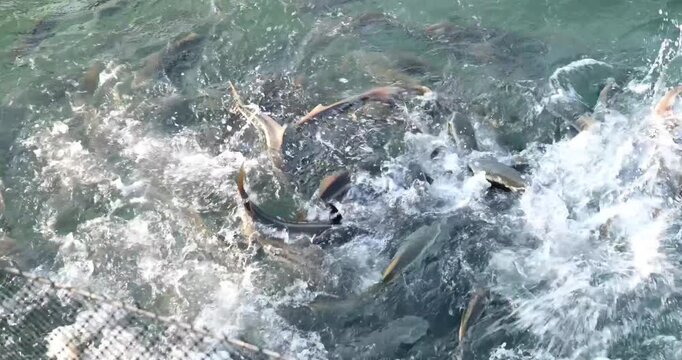 Fish swirling water Inside view of a dense school of jackfish trevally swimming tightly around the camera, silver bodies and dark eyes shimmering in blue water. High quality 4k footage