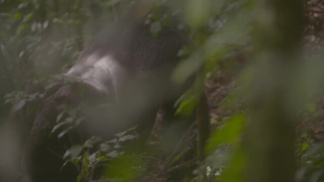 Silberr&uuml;cken Berggorilla l&auml;uft durch den Wald