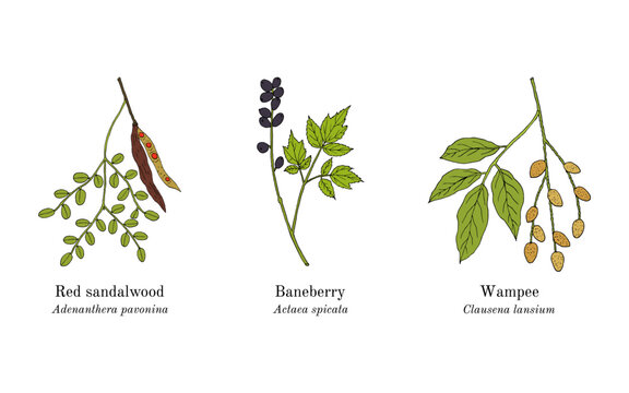 Collection of edible and medicinal plants. Hand drawn botanical vector illustration