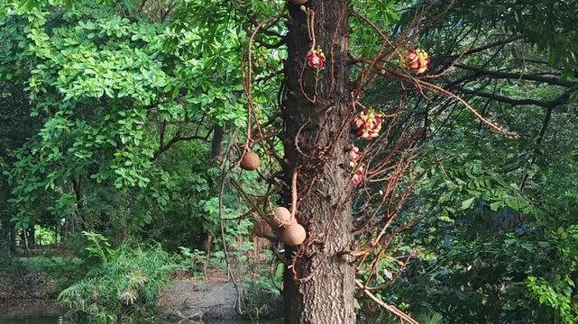 Cannonball tree flowers, Salalangka, in the garden.