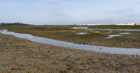 Naklejka premium Wetland Trail: Wooden Boardwalk Through the Meadows. View of a low boardwalk path crossing a marshy meadow. Surrounded by tall grass, lush bushes, and trees under a clear sun. 