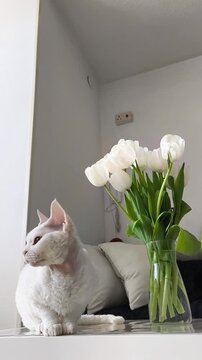 Curious white Devon Rex kitten sitting on a small table beside a vase of fresh white tulips, gently looking around in a bright minimalist room. vertical	