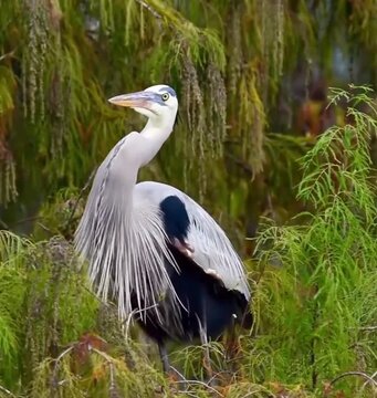 Marvelous blue heron