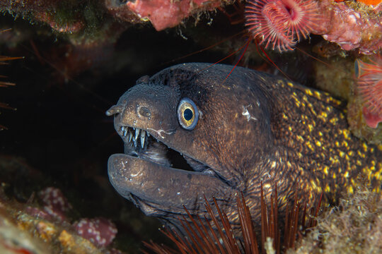 Predator's Gape: Close-up portrait of a Mediterranean Moray Eel (Murena helena) with open mouth in a rocky reef, Tamariu, Spain
