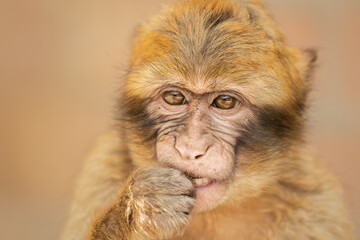 Obraz premium Barbary Macaque (Macaca sylvanus)