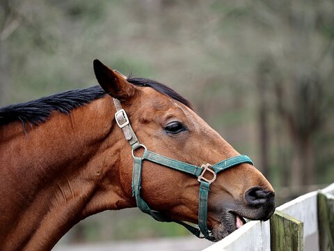 A brown horse exhibiting wood-chewing behavior on a wooden fence at a ranch under bright daylight.