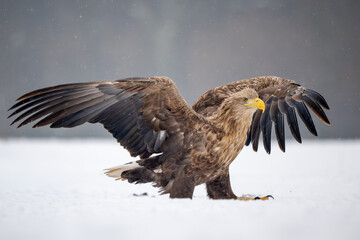 Fototapeta premium White-tailed Eagle - Haliaeetus albicilla, beautiful large bird of prey from European fields and forests, Poland.