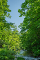 Obraz premium 初夏の緑に包まれた渓流風景（福島県南会津町）
