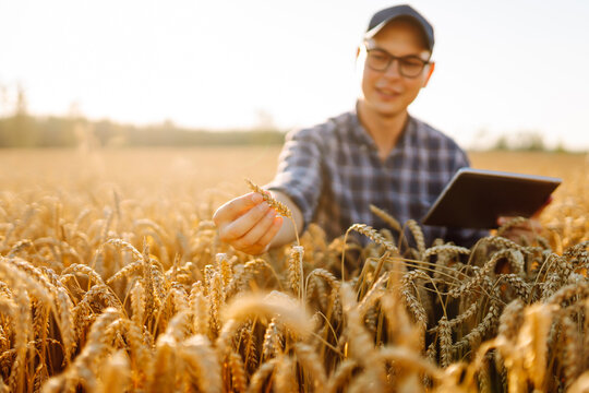 Close-up of a farmer in checkered shirt working in a golden wheat field with a digital tablet at sunset. Young agronomist checks quality of crop in sunlight. Concept of agriculture, farming.
