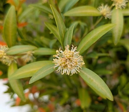 Vista de cerca de flor y hojas de arbusto buxus en jard&iacute;n de parque urbano