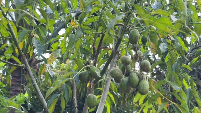 Clusters of ambarella fruits hang densely along a branch surrounded by lush green leaves, showing active growth within a cultivated tropical orchard environment. Tropical farming.