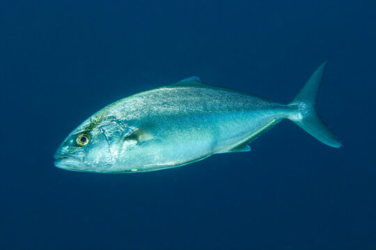 Powerful Pelagic: A Greater Amberjack (Seriola dumerili) cruising through the deep blue Mediterranean Sea, Tamariu, Spain