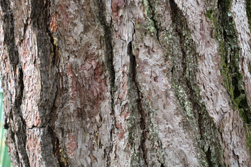 Fototapeta premium Rough tree bark with deep cracks and natural textures.