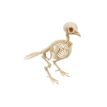 Realistic Bird Skeleton Standing on Its Feet
