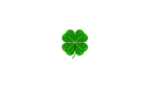 A vibrant four-leaf clover, a universally recognized symbol of good luck and serendipitous fortune, beautifully isolated on a pristine white background, conveying hope and natural charm