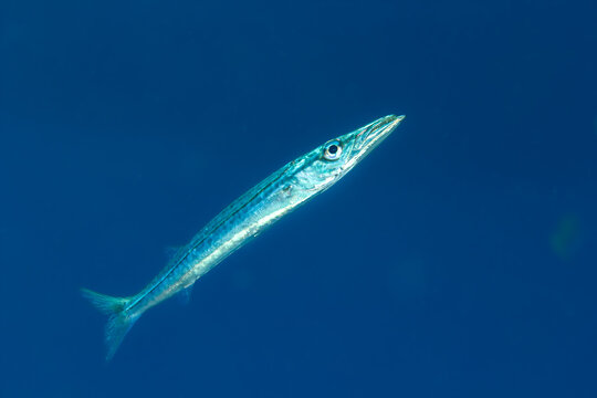 Ocean Predator: A sleek European Barracuda (Sphyraena sphyraena) swimming in the open blue water, Tamariu, Spain