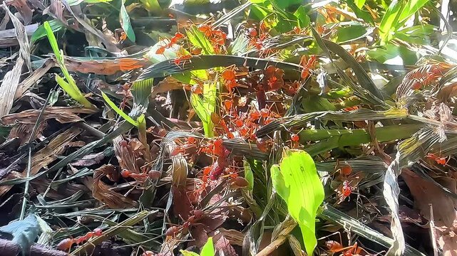A high-angle macro shot of a red weaver ant colony swarming over a mix of fresh green and dry brown leaves in a tropical forest, showcasing natural insect behavior and teamwork.