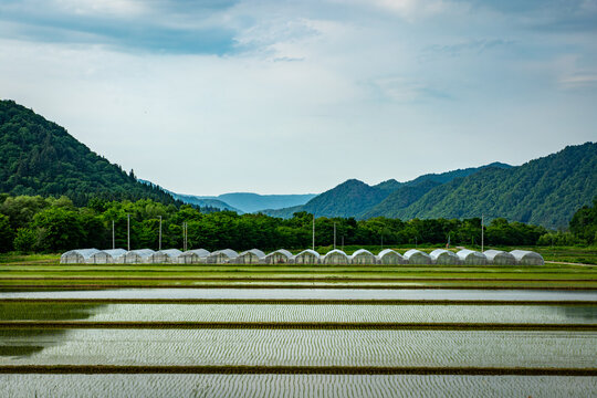 南会津町・田植え直後の水田とビニールハウスが並ぶ初夏の風景