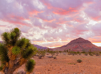 Sunrise on Joshua Tree and The Mojave Desert With The Bulldog Knolls in The Distance, Beaver Dam Wash National Conservation Area, Utah, USA © Billy McDonald