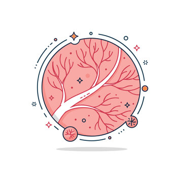 Capillary network detail represented by a close-up circular frame containing fine branching vessels connecting arteries and veins, symbolizing microcirculation