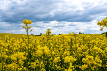 Obraz premium Yellow Canola Field Under Dramatic Cloudy Sky With Rolling Hills and Spring Flowers
