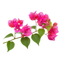 Fototapeta premium Beautiful pink flowers with green leaves on a branch isolated on transparent background