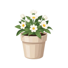 Fototapeta premium A small potted plant with green leaves and white flowers on a white background isolated on transparent background