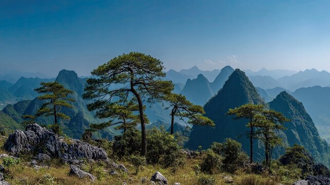 VietNam dong van karst plateau pine trees vietnamese spring