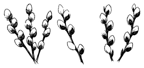 Pussy willow twigs with catkins for spring and Easter decoration in hand drawn sketch style © AnimalZOO