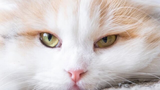 Close-up of cat's face, looking side to side and blinking often, curious feline behavior, attentive and expressive pet eyes, animal communication.