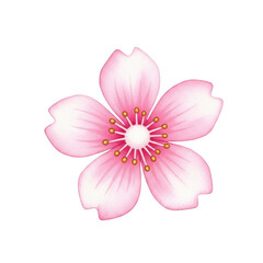 Fototapeta premium A delicate pink flower with soft petals and a white center, symbolizing grace and beauty. isolated on transparent background