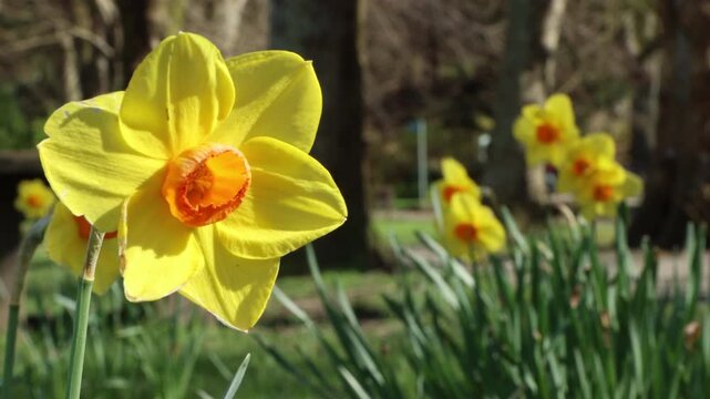 Bright sunny daffodils in full bloom during the first rays of spring in North Devon, UK