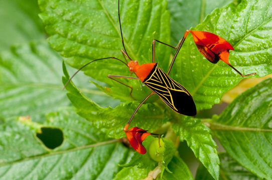Matador bug (Bitta alipes)  with distinctive red and black patterns, showcasing intricate insect details while resting on a vibrant green leaf in a tropical rainforest habitat - stock photo