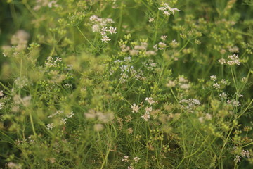 Fototapeta premium green coriander plants blooming with delicate white flowers and developing green seeds in a sunny agricultural field, ideal for culinary and organic themes.