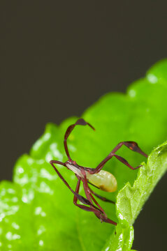Juvenile of Matador bug (Bitta alipes) with distinctive red and black patterns, showcasing intricate insect details while resting on a vibrant green leaf in a tropical rainforest habitat.