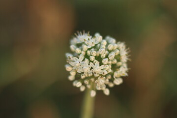 Fototapeta premium A beautiful macro shot of a white allium flower cluster with delicate petals and buds, showcasing natural growth and botanical beauty in soft focus.