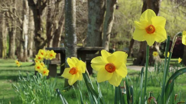 Bright sunny daffodils (narcissus) in full bloom during the first rays of spring in North Devon, UK