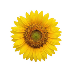 Fototapeta premium A vibrant sunflower with bright yellow petals and a dark brown center. isolated on transparent background