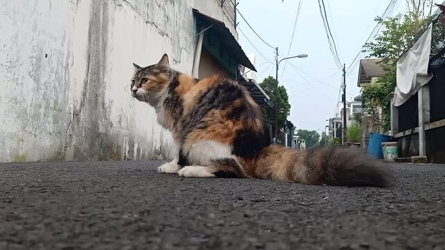 Calico cat sitting alert on residential street in morning, natural outdoor animal behavior
