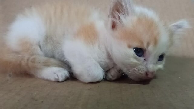 Small kitten curled up in enclosure during rain, withdrawn and anxious behavior
