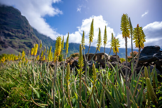 Springtime Wildflowers Bloom El Hierro Volcanic Landscape Canary Islands Spain Endemic Flora Biodiversity