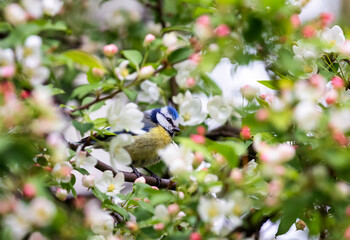 blue tit bird sitting among pink apple tree blossoms in spring garden © nataba