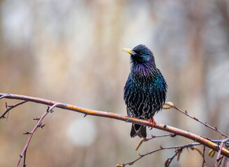 Fototapeta premium beautiful male bird of colorful starling sits on the branches of birch tree in spring garden and sings invitingly