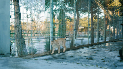 Lynx pacing in a snowy enclosure at a zoo during winter, looking alert
